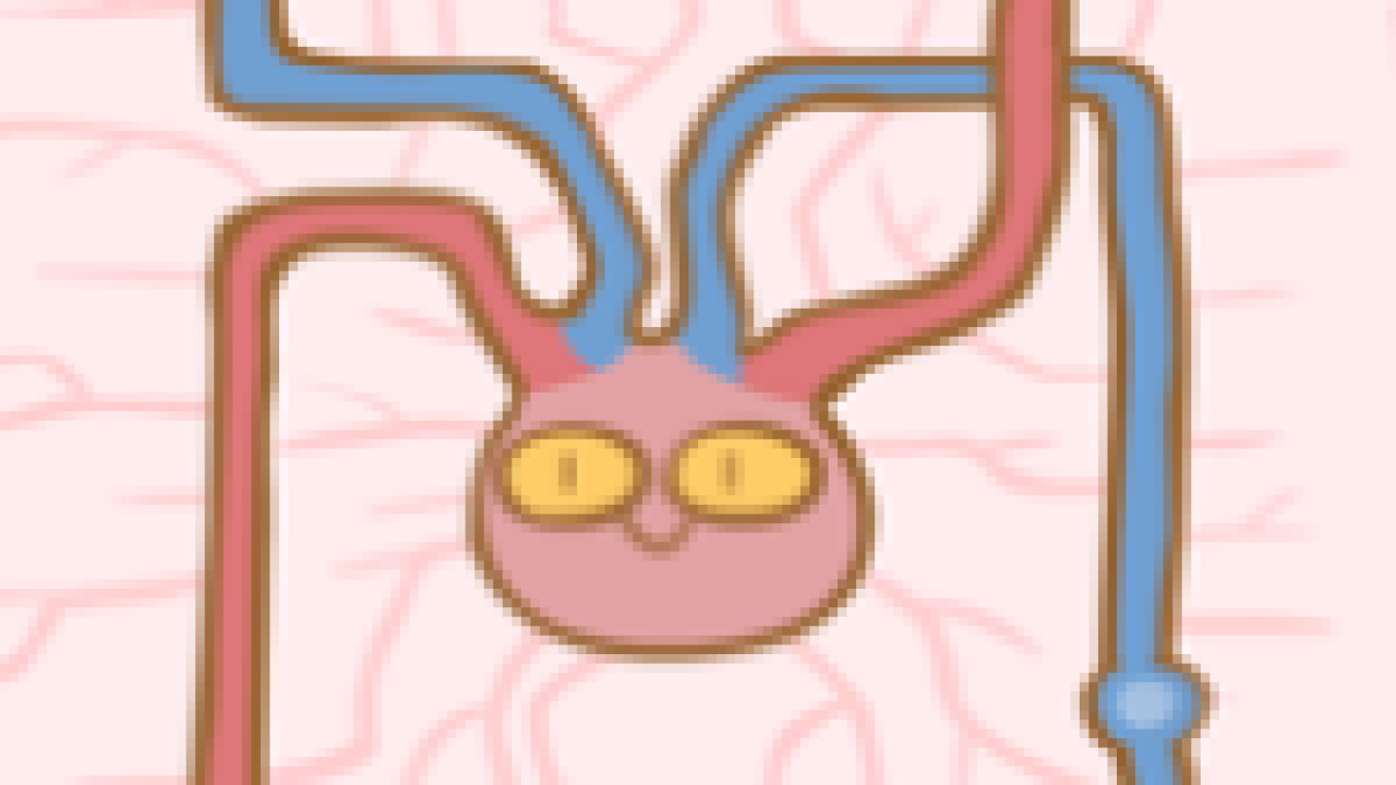 Circulatory-system