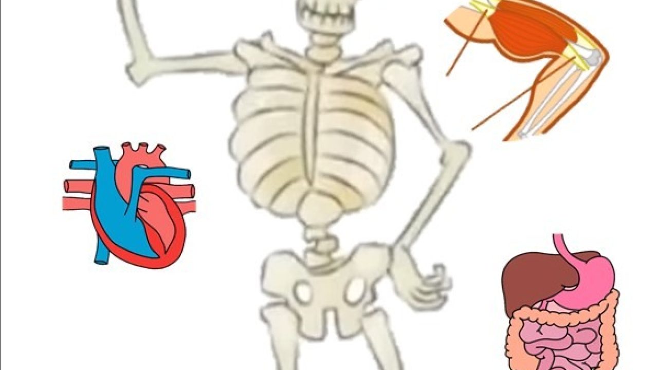 science-video-for-kids-youtube-human-body-videos